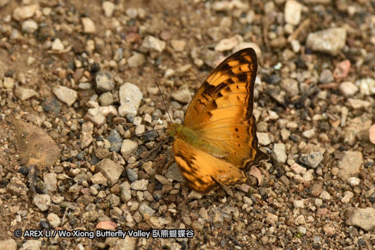 150402_chiangdao_113.jpg