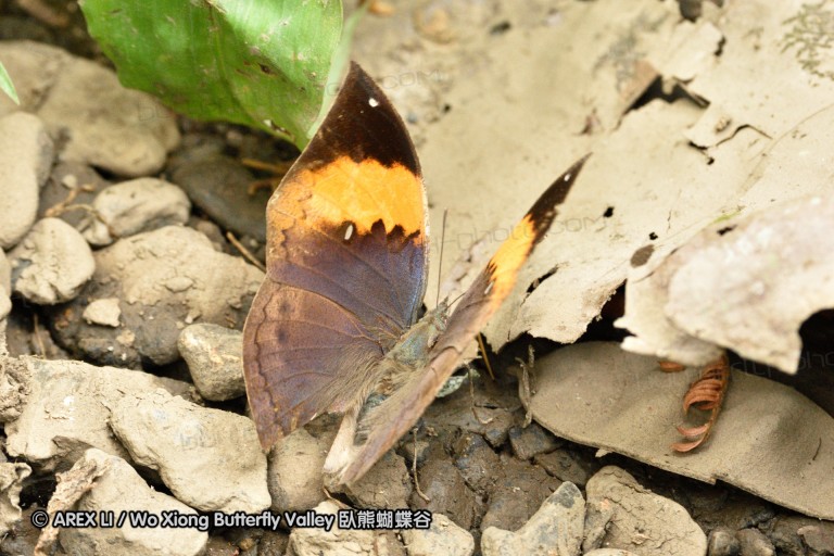 150402_chiangdao_123.jpg