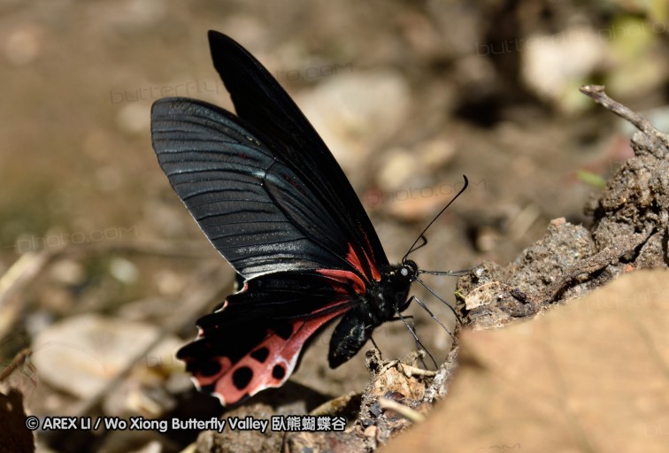150402_chiangdao_127.jpg