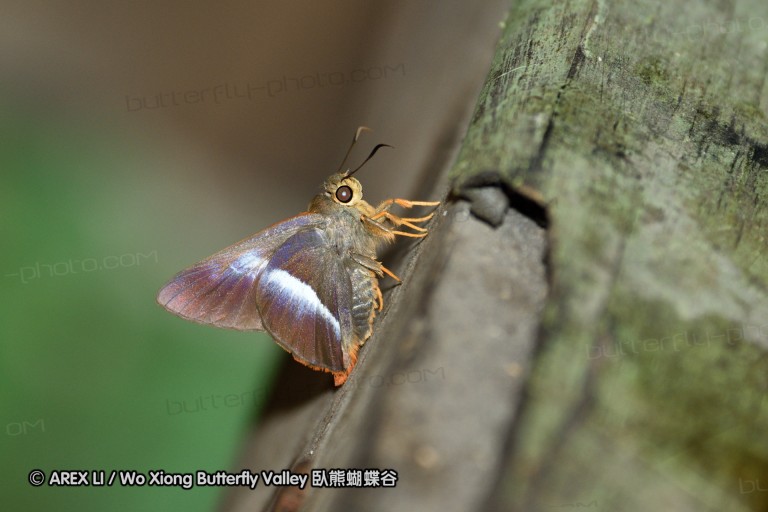 150402_chiangdao_129.jpg