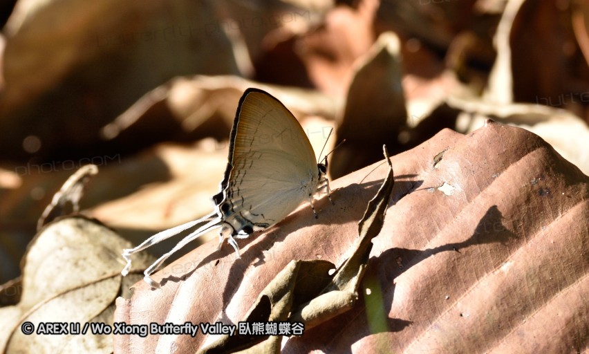 150403_suthep_003.jpg