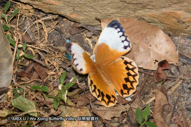 150406_maekampong_10.jpg