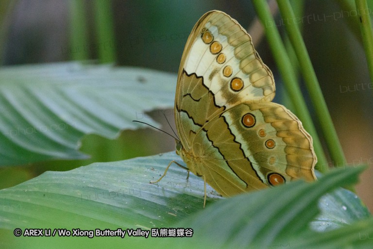 150406_maekampong_12.jpg