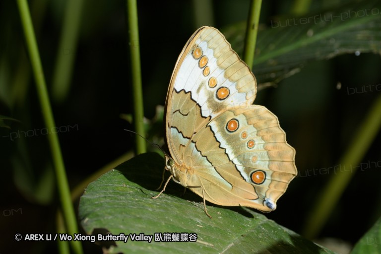 150406_maekampong_13.jpg