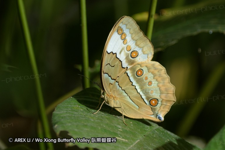 150406_maekampong_14.jpg
