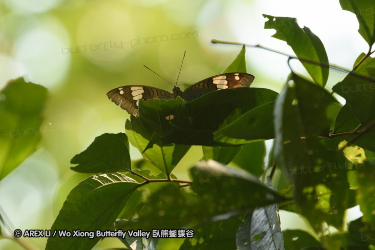 150406_maekampong_43.jpg