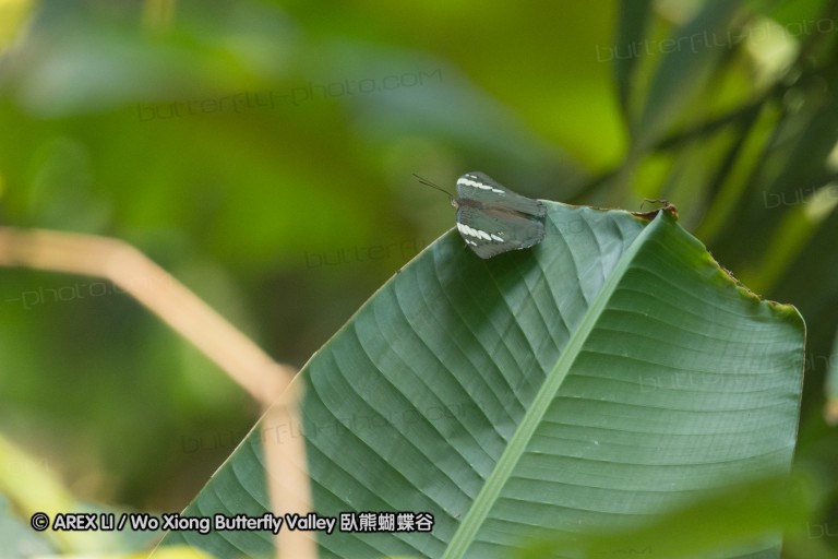 150406_maekampong_50.jpg
