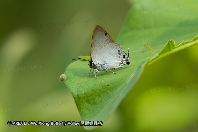 150430_chiangdao_55.jpg