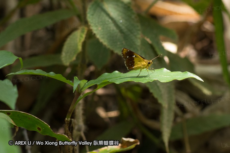 150506_maekampong_39.jpg