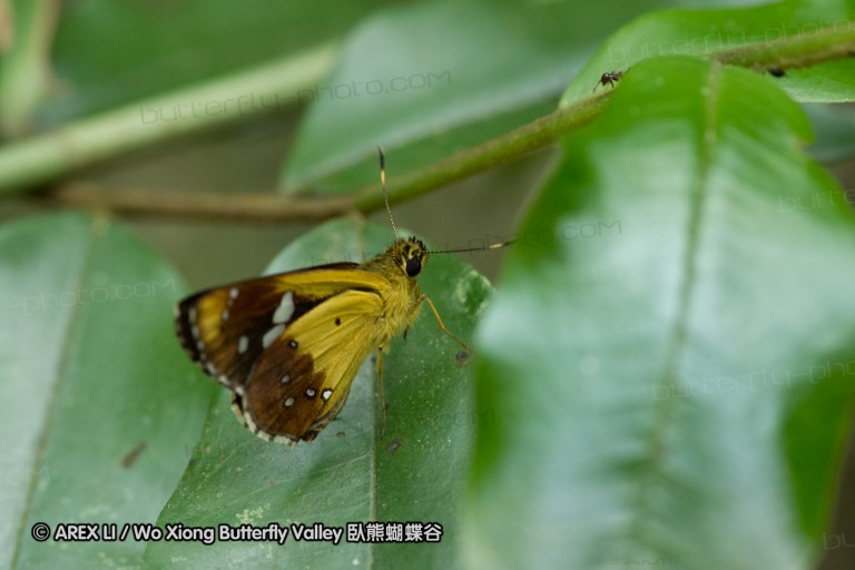 150506_maekampong_40.jpg