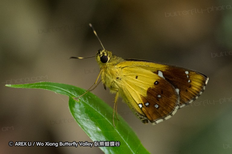 150506_maekampong_41.jpg