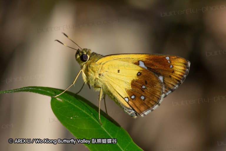 150506_maekampong_42.jpg