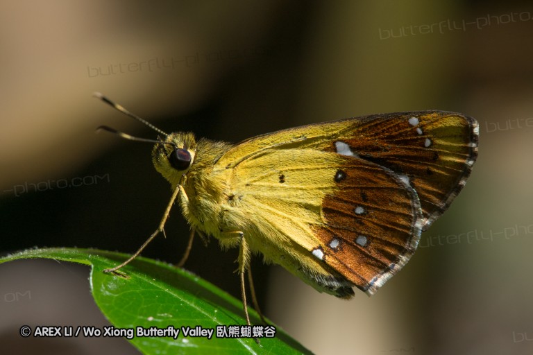 150506_maekampong_44.jpg