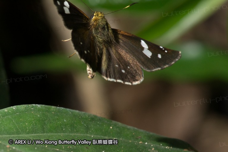150506_maekampong_45.jpg