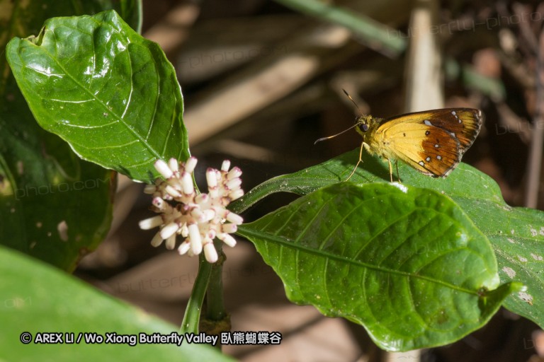 150506_maekampong_47.jpg