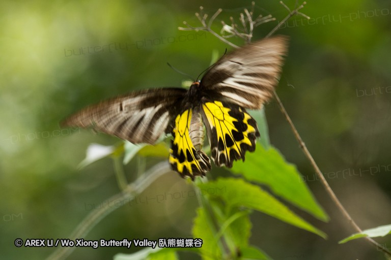 150506_maekampong_57.jpg