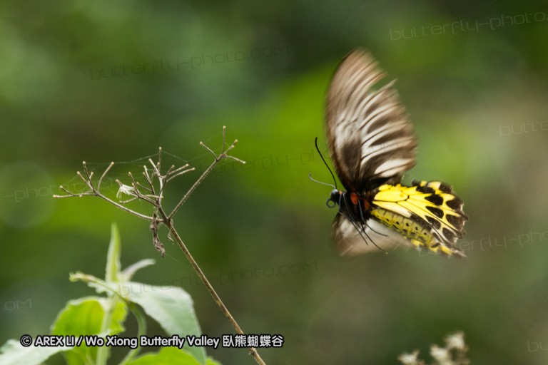 150506_maekampong_58.jpg