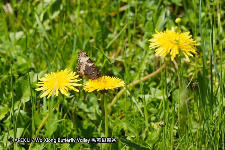 150518_de_valepp_47.jpg