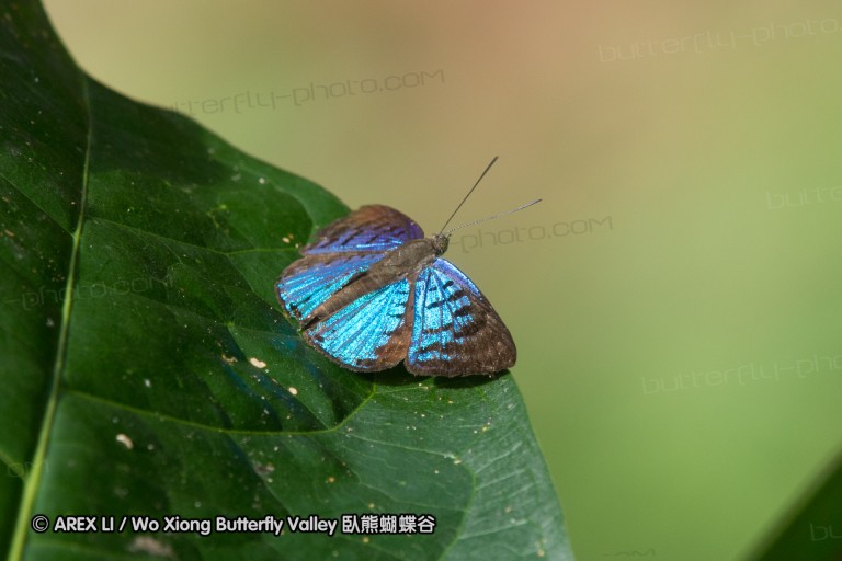 151111_costa_azul_081.jpg