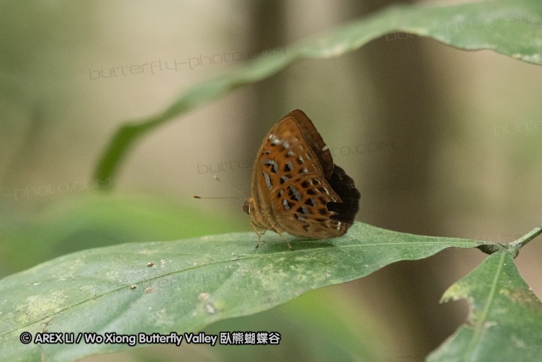 160330_khaosaidao_002.jpg