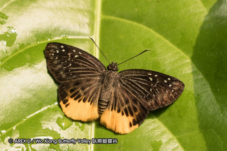 160331_khaoyai_003.jpg