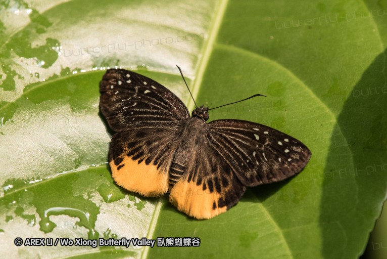 160331_khaoyai_004.jpg