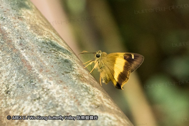 160331_khaoyai_011.jpg