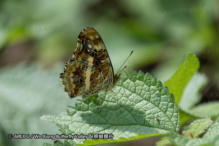 160925_baihuazhai_15.jpg