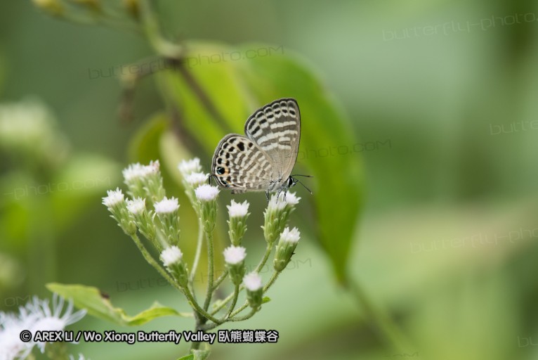 161212_peacevillage_18.jpg