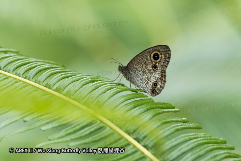 161212_peacevillage_40.jpg