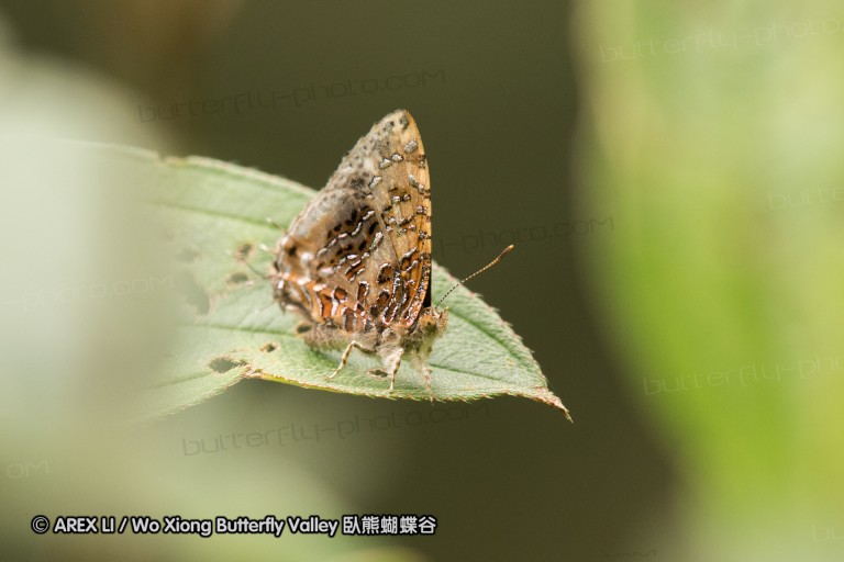 161212_peacevillage_51.jpg
