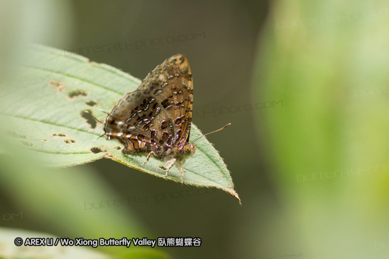 161212_peacevillage_54.jpg