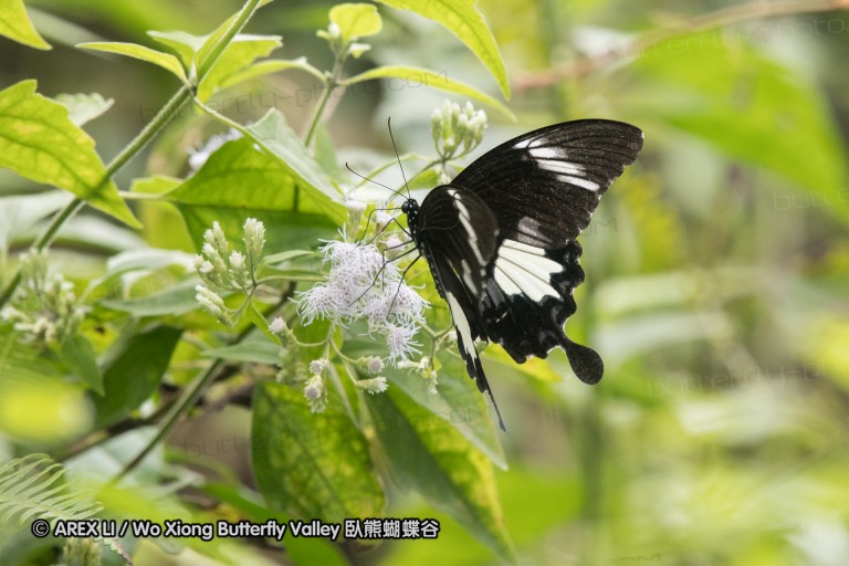 161212_peacevillage_76.jpg