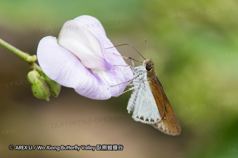 161212_peacevillage_77.jpg