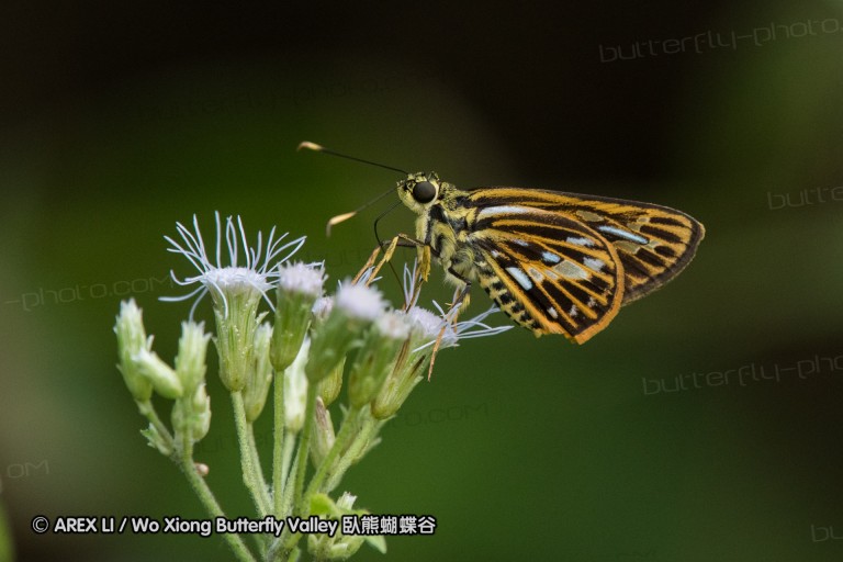 161216_peacevillage_85.jpg