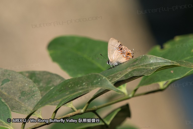 161217_betongtemple_06.jpg