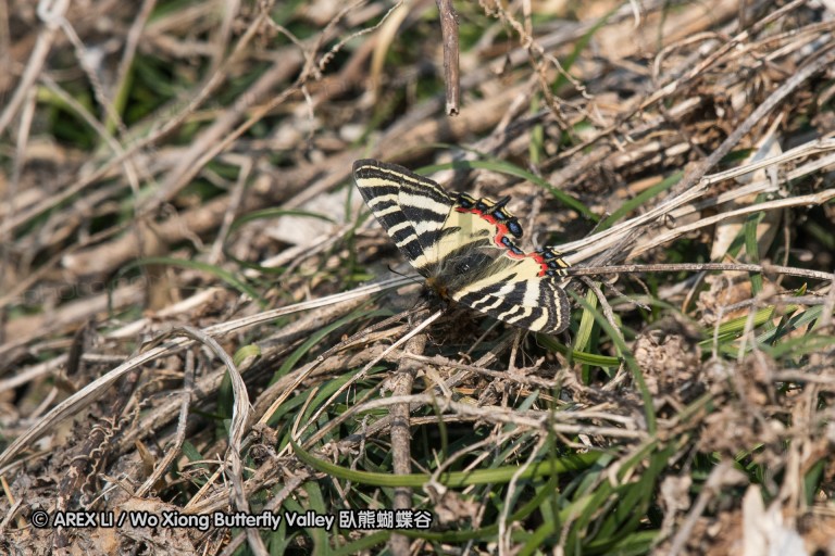 170311_nanjing_18.jpg