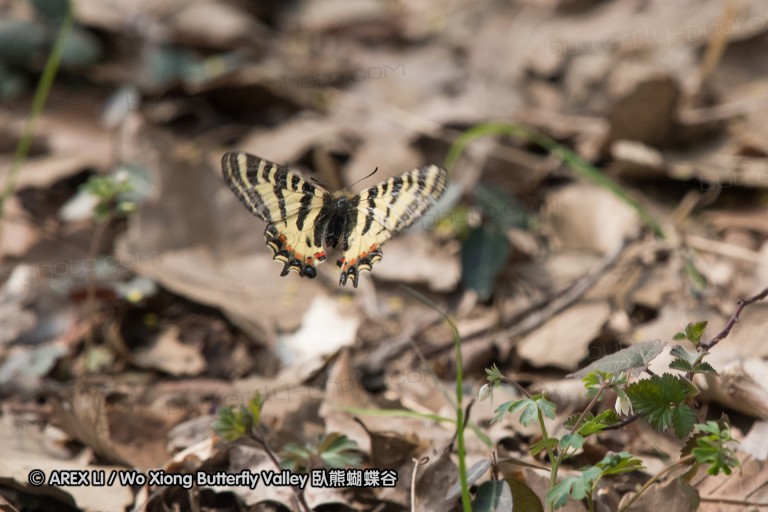 170311_nanjing_33.jpg
