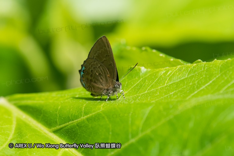 170402_gopeng_24.jpg