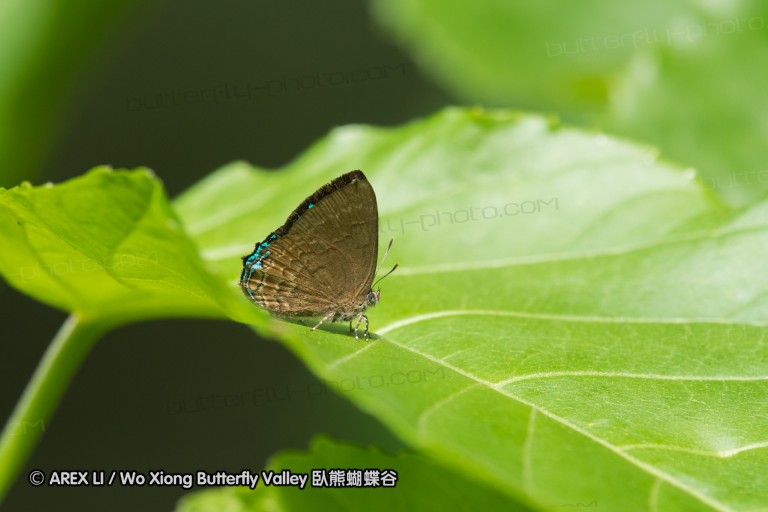 170402_gopeng_25.jpg