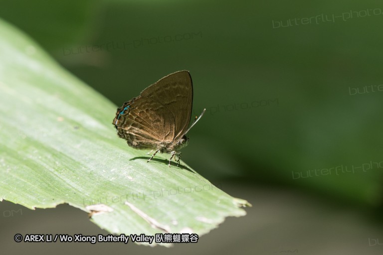 170402_gopeng_30.jpg
