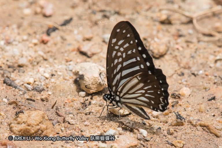 170402_gopeng_57.jpg