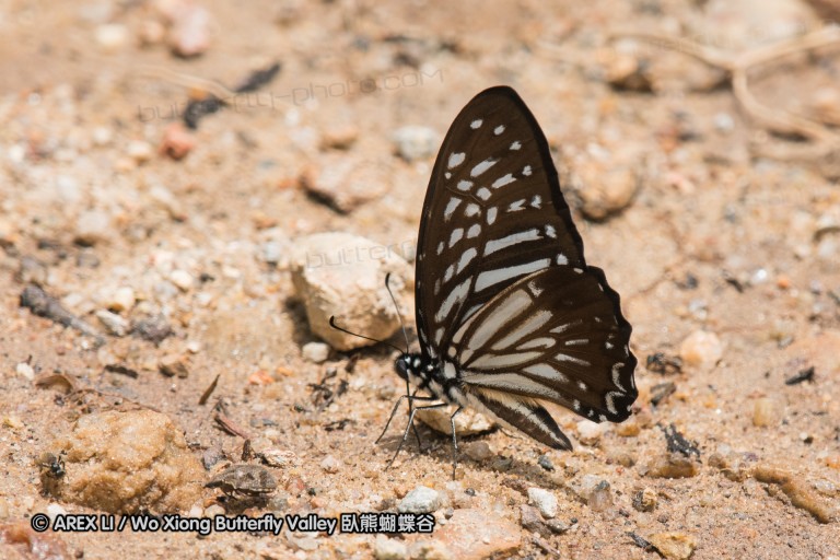 170402_gopeng_58.jpg