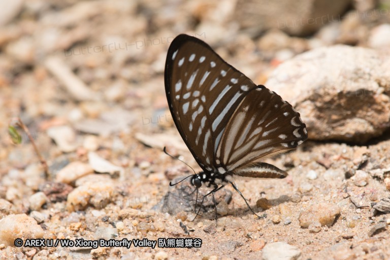 170402_gopeng_63.jpg