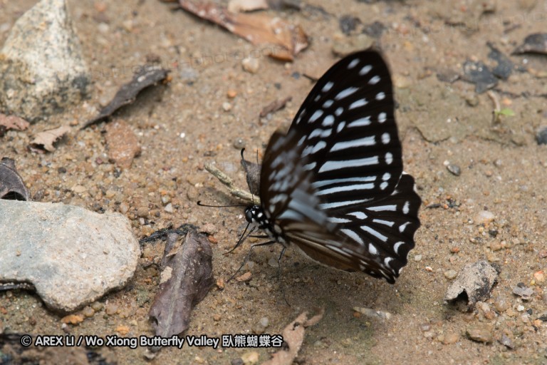 170402_gopeng_65.jpg