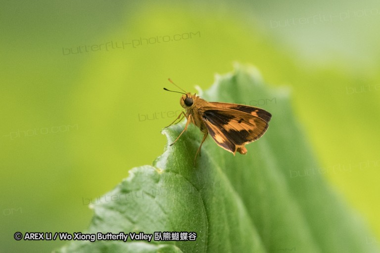 170402_gopeng_81.jpg