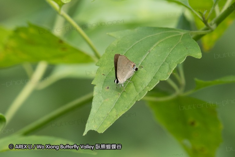 170402_gopeng_84.jpg