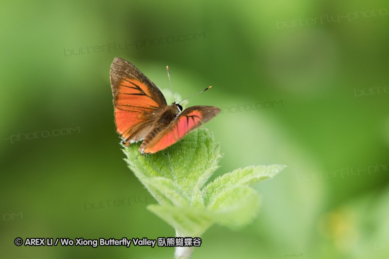 170402_gopeng_86.jpg