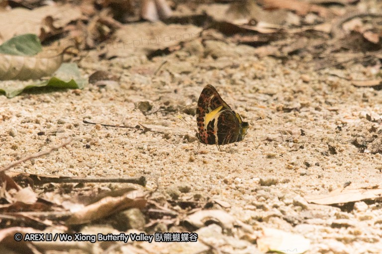 170403_gopeng_17.jpg
