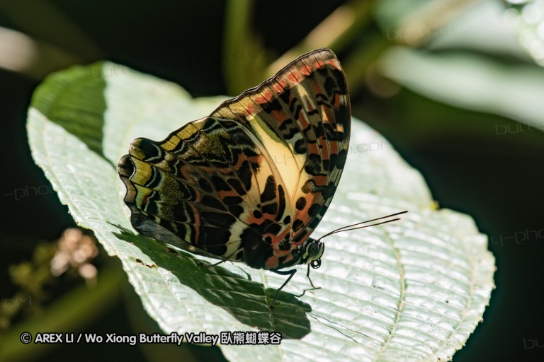 170403_gopeng_34.jpg